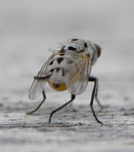 Anthomyia pluvialis